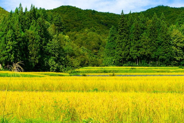 魚沼産コシヒカリが美味しい理由